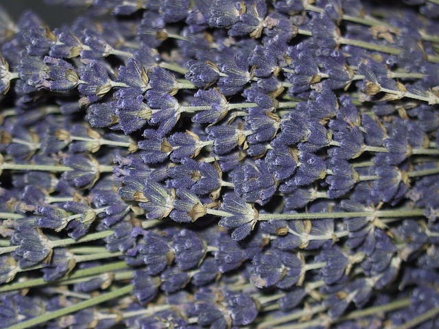 Lavendel, Blumen, Lavendelblüten