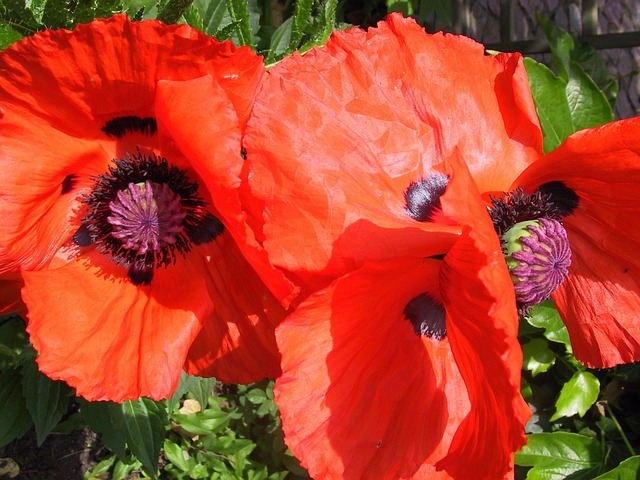Mohn, Blüte, Frühling, Orange