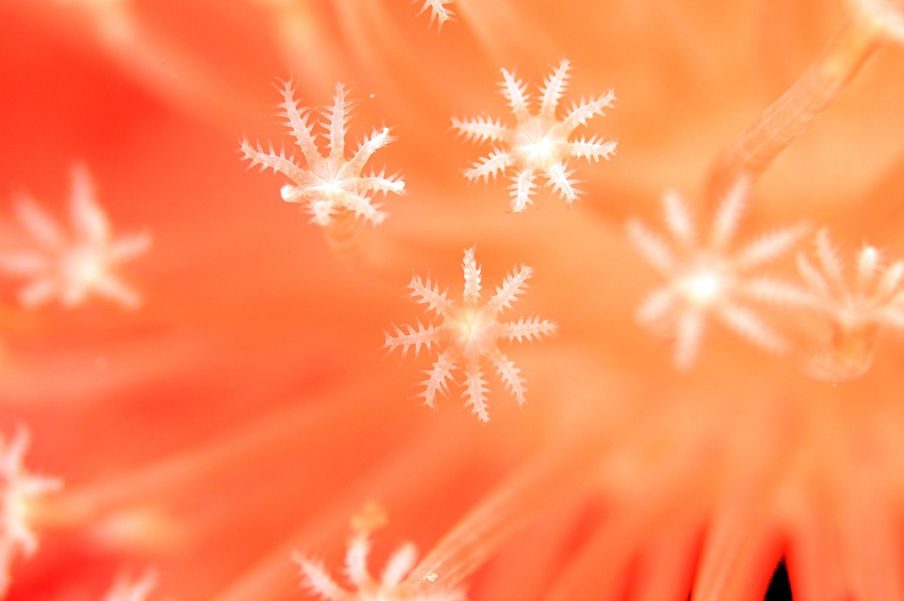 Coral - free online jigsaw puzzle photo