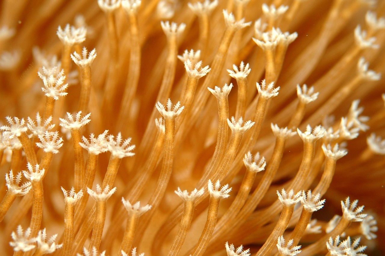 Coral - free online jigsaw puzzle photo
