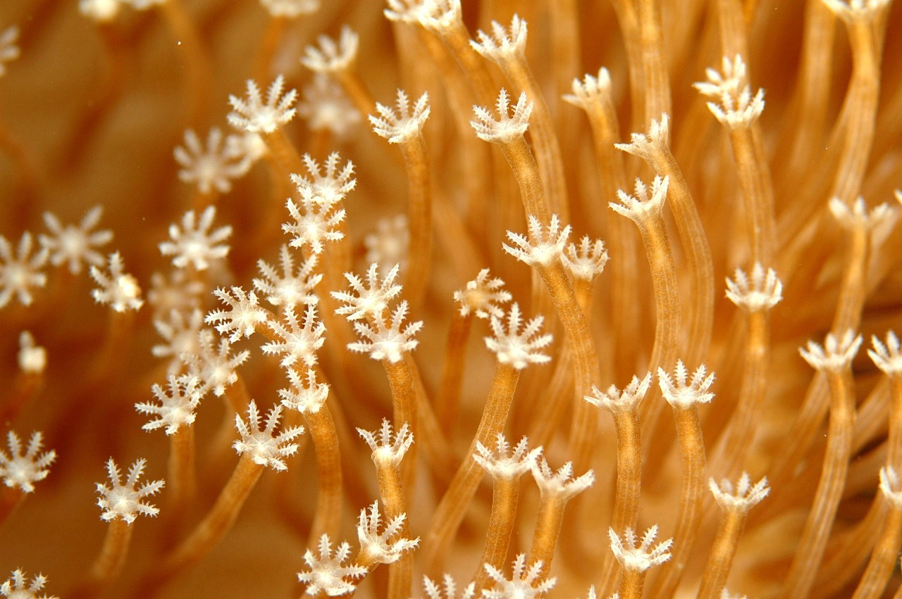 Coral - free online jigsaw puzzle photo
