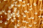 corel lal, underwater life, sea