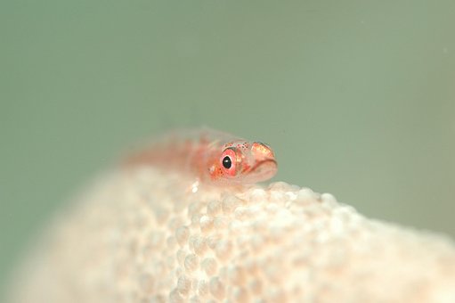 Fisk, Vanddyr, Hav, Natur, Dykning