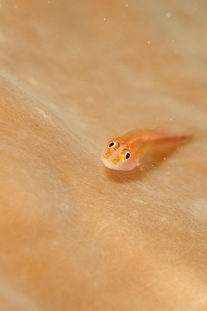 Fisk, Vanddyr, Hav, Natur, Dykning