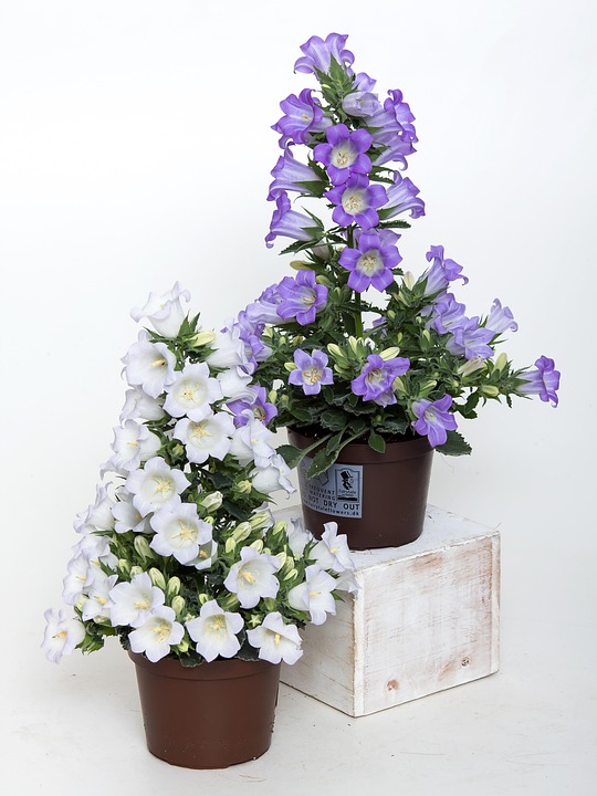 Campanula Bellflower Blue - Free photo on Pixabay - Pixabay