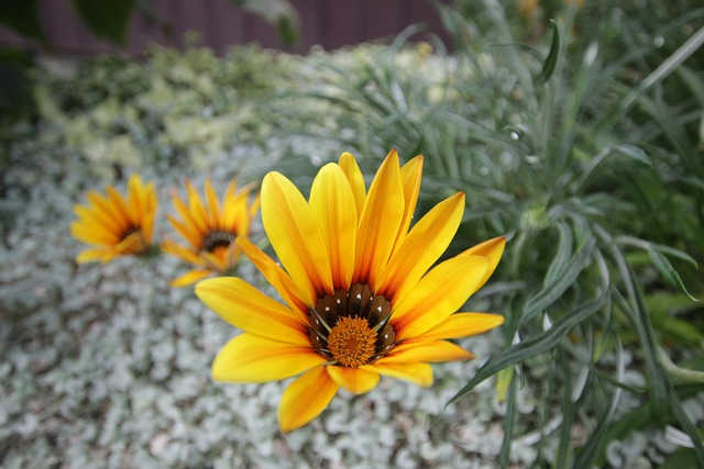 Free Flower Yellow photo and picture