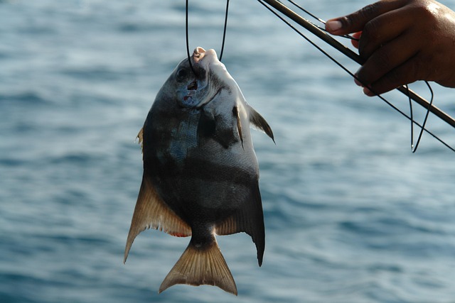 Fish Fishing Catch - Free photo on Pixabay - Pixabay
