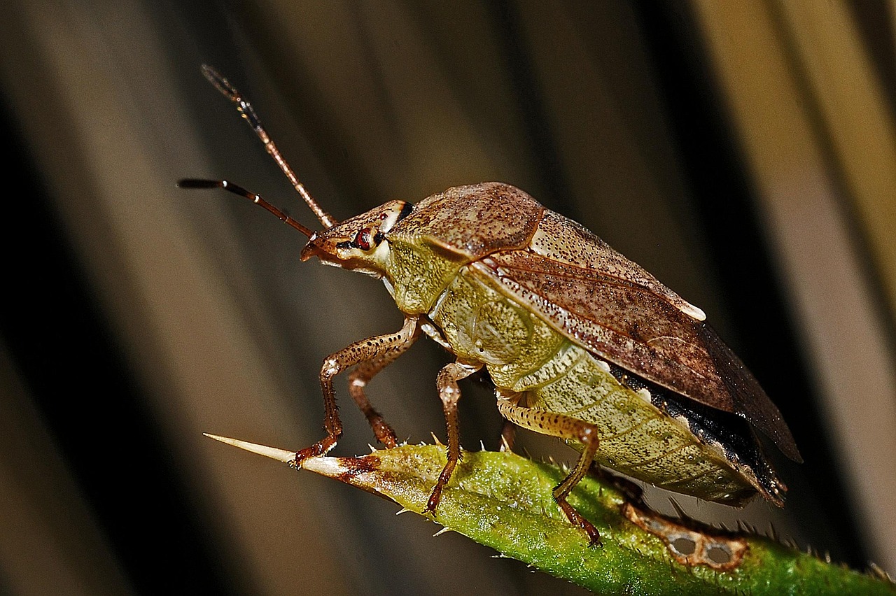 Free photo ShieldBug, Macro, Insect Free Image on Pixabay 564602