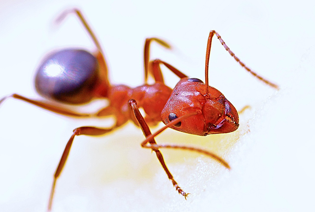 Macro image of an ant representing common pest activity
