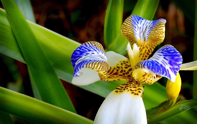 Free Orchid Flower photo and picture
