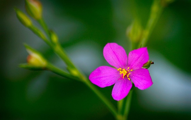 Free Carirú Flower Vegetable Garden photo and picture