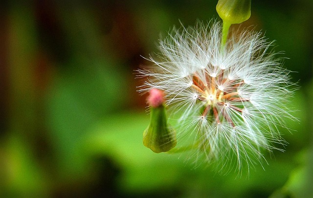Free Dandelion Bokeh photo and picture