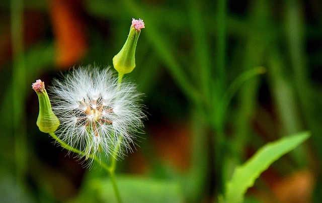 Free Dandelion Bokeh photo and picture