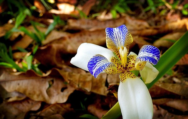 Free Orchid Flower photo and picture