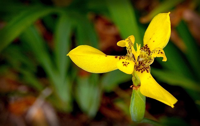 Free Orchid Flower photo and picture