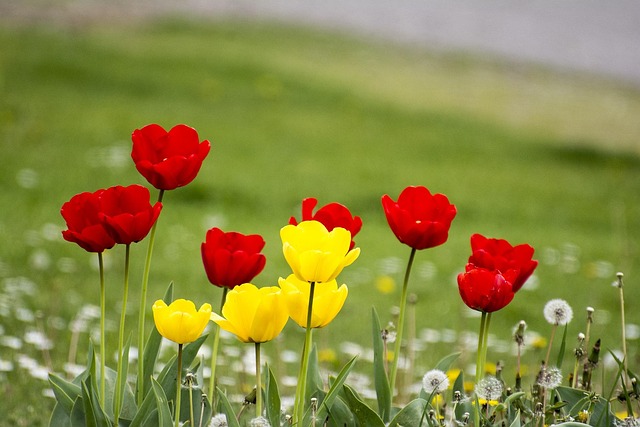 Free Flowers Tulips photo and picture