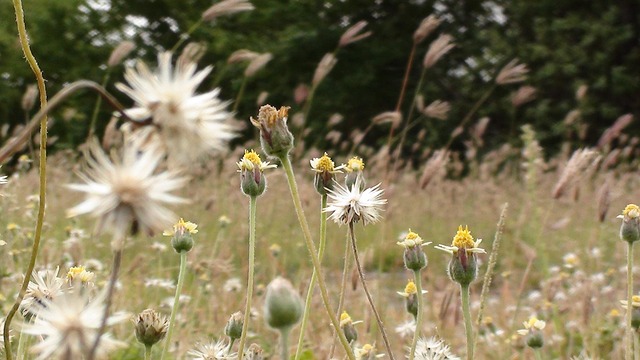 Gras, Onkruid, Bloem, Groente, Natuur