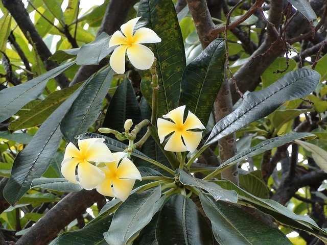 Plumeria, Bloem, Tropisch, Natuur, Wit