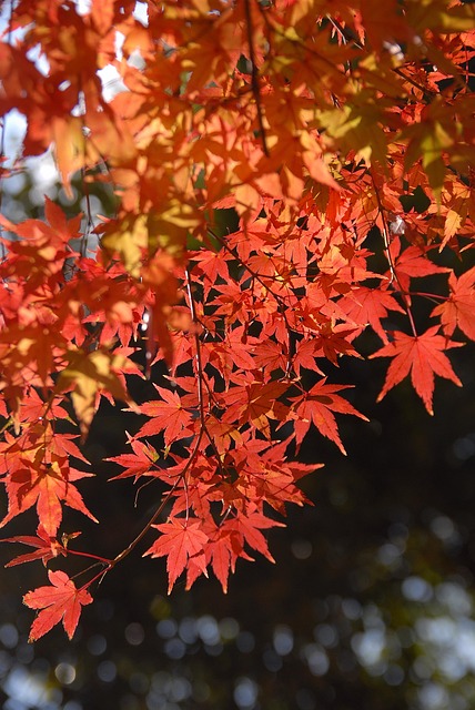 Free Plant Autumnal Leaves photo and picture