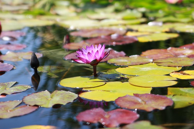 Free Water Lily Purple photo and picture