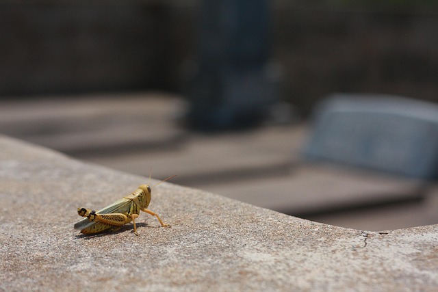 Free Grasshopper Bug photo and picture
