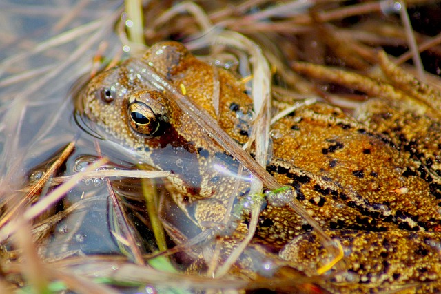 Sapo Rani Sapo Rana Anfibios A - Foto gratis en Pixabay - Pixabay
