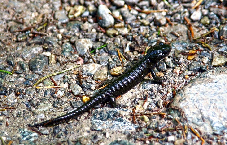 Free photo Salamander, Alpine Salamander Free Image on Pixabay 565635