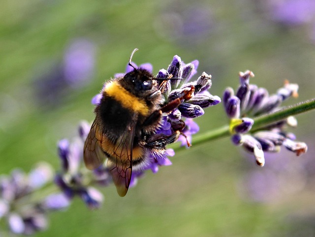 Free Nature Lavender photo and picture