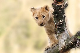 L we L wen Panthera Leo Kostenloses Foto Auf Pixabay