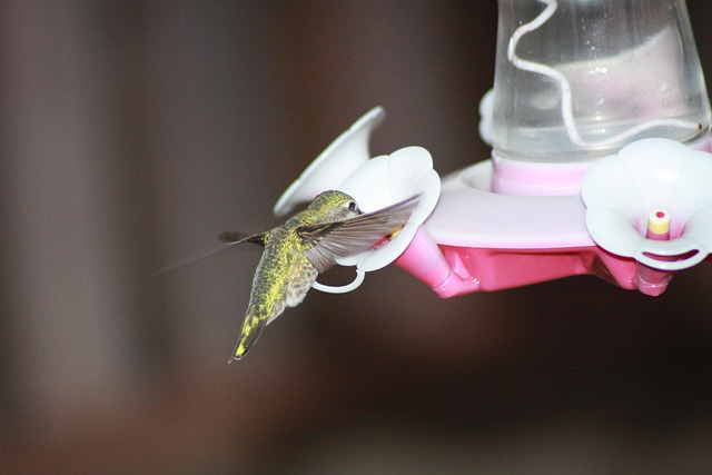 Free Hummingbird Feeding photo and picture