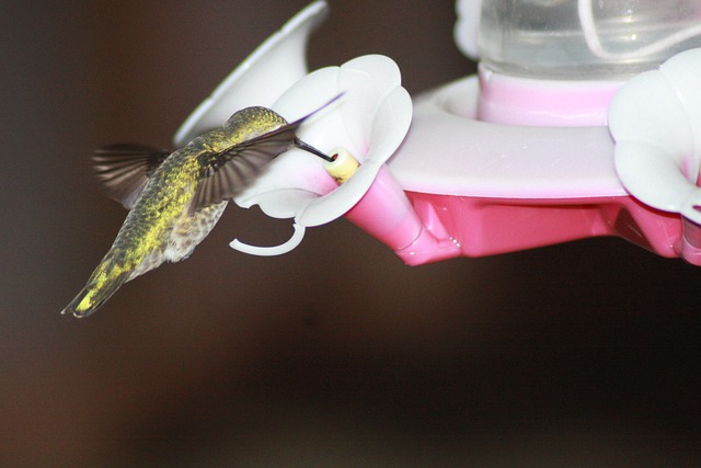 Free Hummingbird Feeding photo and picture