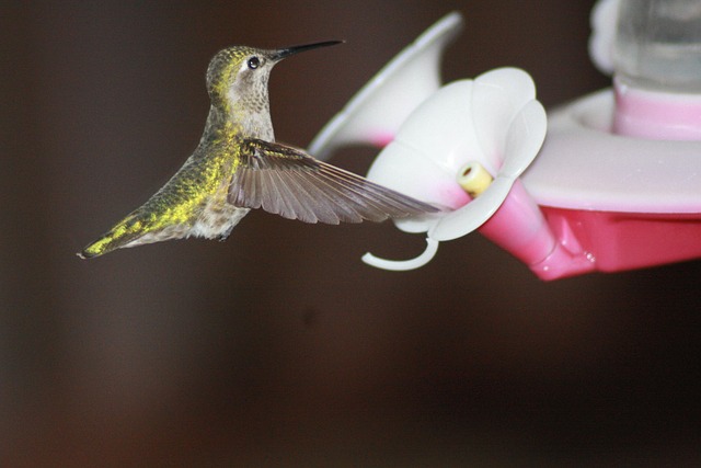 Free Hummingbird Feeding photo and picture