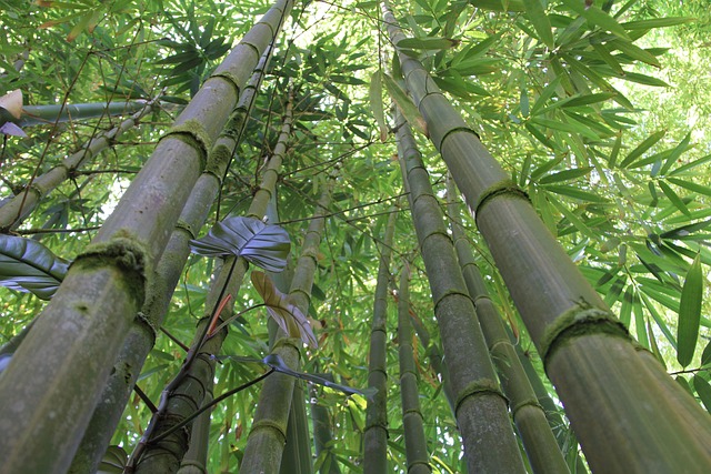 竹子 竹林 夏威夷竹 - Pixabay上的免费照片