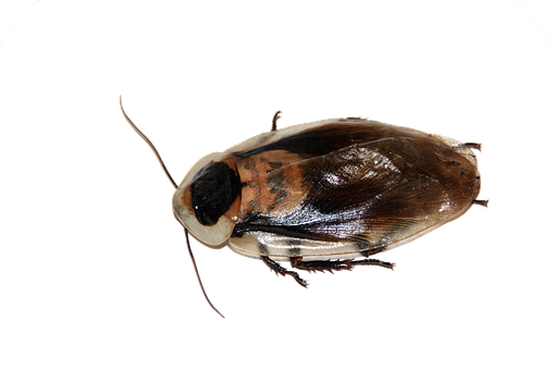20 Free Cockroaches Cockroach Illustrations Pixabay