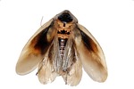 cockroach, insect, imago