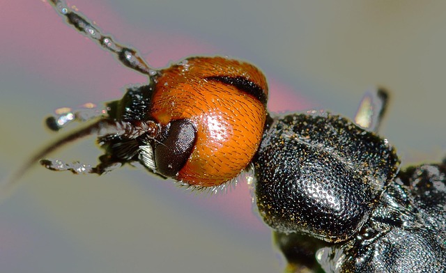 Free Insects Beetles photo and picture