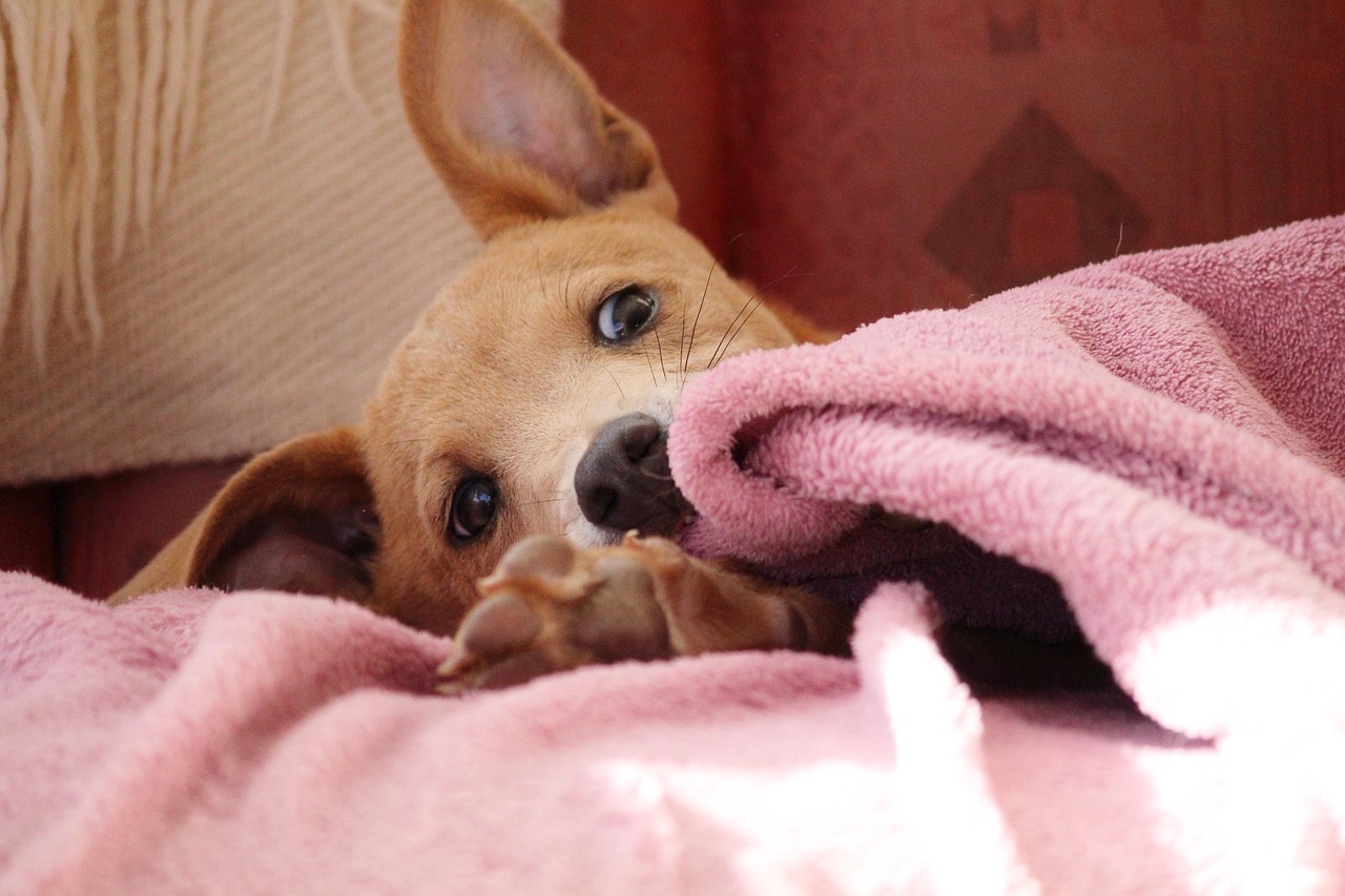 photo de petit chien mignon