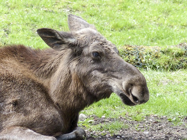 ムース ヘラジカヘラジカ 動物 - Pixabayの無料写真 - Pixabay