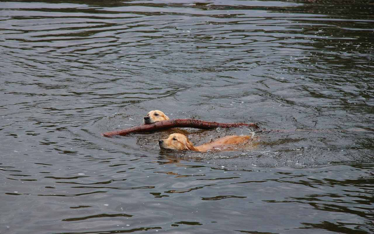 Panneau Auto Golden Retriever "Chien à Bord" - 14x14 Cm Avec Ventouse, Design Lumineux UK