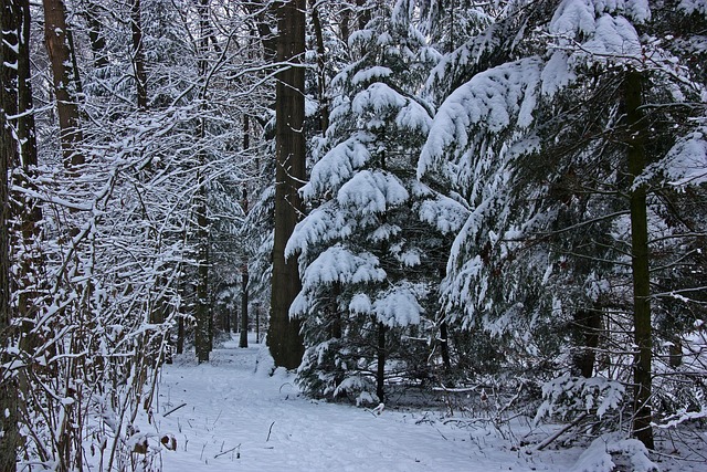 Free Winter Forest photo and picture