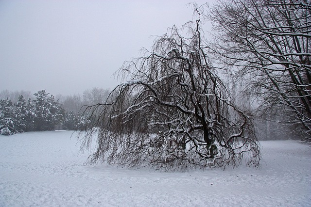 Free Weeping Beech Grief photo and picture