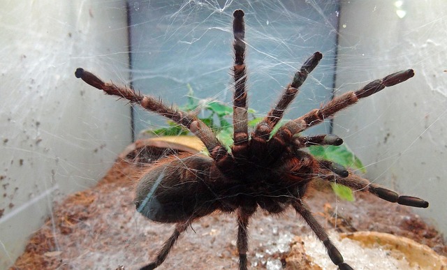Free Tarantula Spider photo and picture