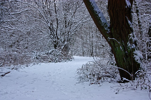 Free Winter Forest photo and picture