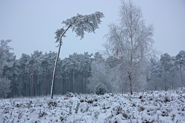 Free The Winter'S Tale Winter Landscape photo and picture