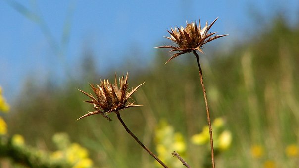 Blume, Distel, Blumen, Tag, Grün, Blau