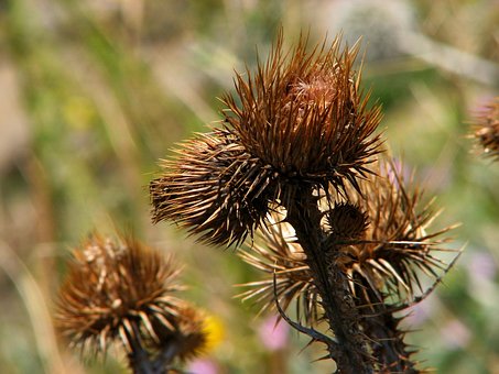 Blume, Schöne Blumen, Distel, Blumen