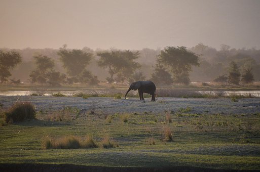 África, Elefante, Elefante Africano