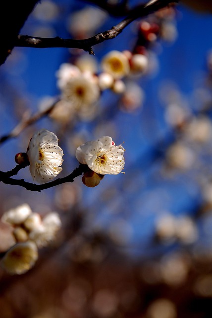 Free Umebayashi White photo and picture