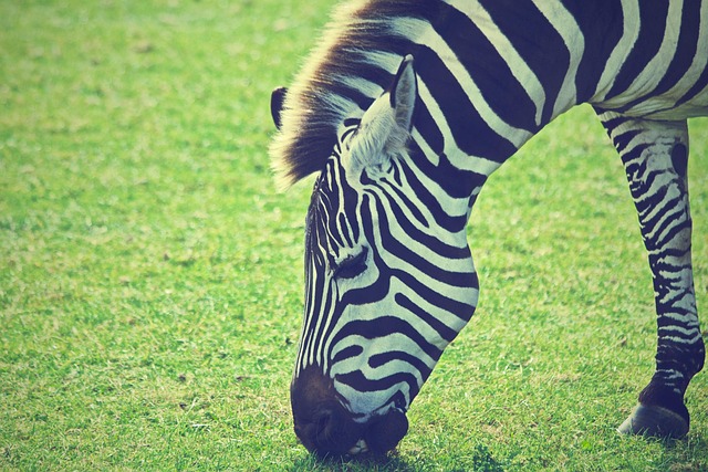 Zebra, Dier, Afrika, Safari