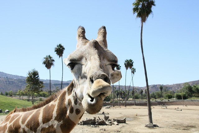 Free Giraffe Zoo photo and picture